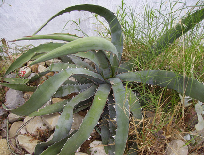 Agave asperrima X xylonacantha Cactuseraie