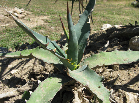 Agave asperrima X xylonacantha Cactuseraie