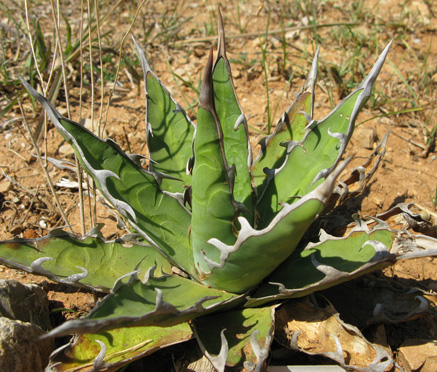 Agave horrida horrida Nice