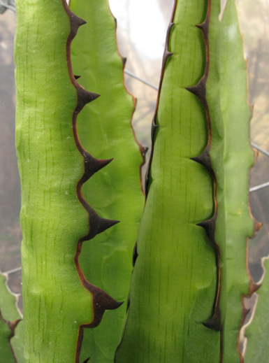 Agave xylonacantha