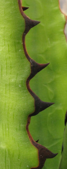 Agave xylonacantha