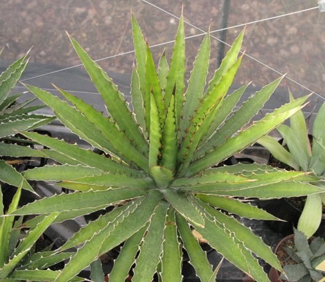 Agave xylonacantha