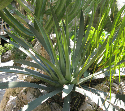 Agave xylonacantha Monaco