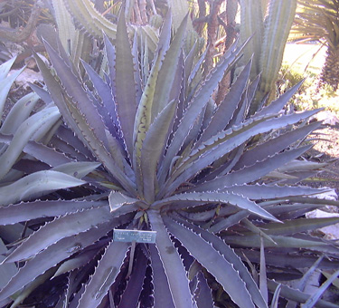 Agave xylonacantha Villa des Cèdres