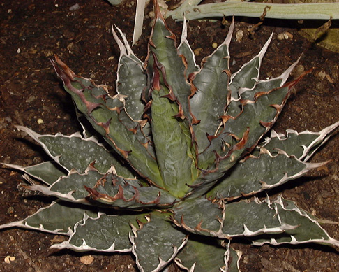 Agave horrida horrida Navarro