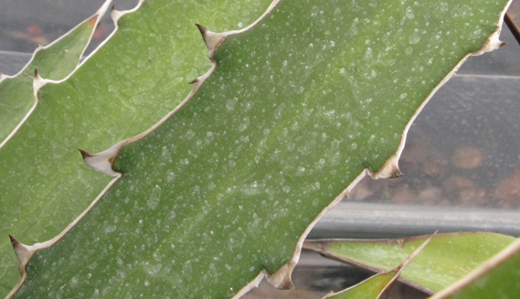 Agave xylonacantha