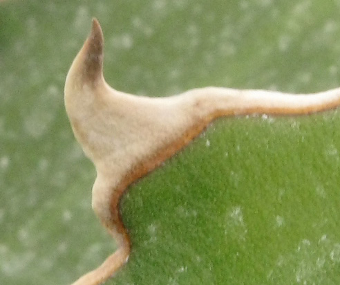 Agave xylonacantha