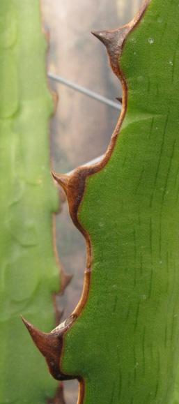 Agave xylonacantha