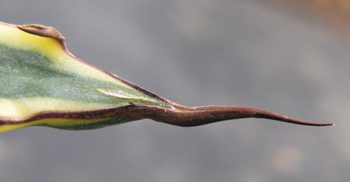 Pépinière Palmaris Agave xylonacantha marginata "Frostbite"