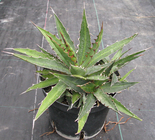 Pépinière Palmaris Agave xylonacantha compacta