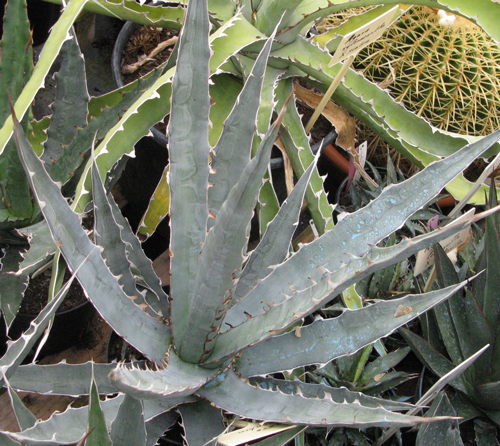 Pépinière Palmaris Agave asperrima X xylonacantha