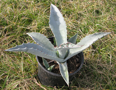 Pépinière Palmaris Agave zebra