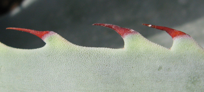 Pépinière Palmaris Agave zebra