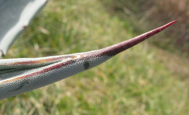 Pépinière Palmaris Agave zebra