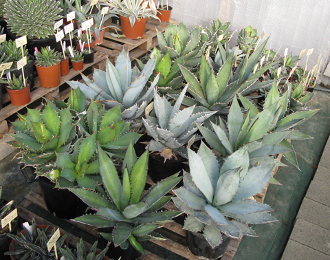 Pépinière Palmaris Serre de collection d'Agave titanota