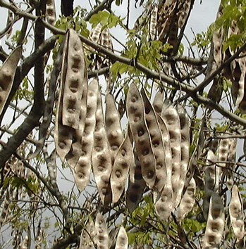 Pépinière Palmaris Albizzia lebbeck