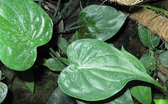 Pépinière Palmaris Alocasia cucullata