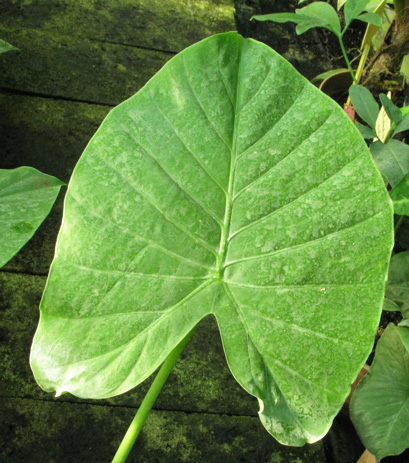 Pépinière Palmaris Alocasia gageana