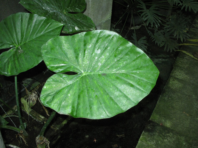 Pépinière Palmaris Alocasia macrorrhizos