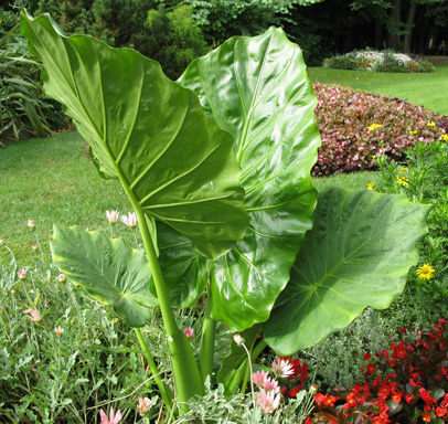 Pépinière Palmaris Alocasia macrorrhizos