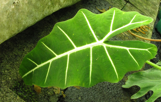 Pépinière Palmaris Alocasia micholitziana