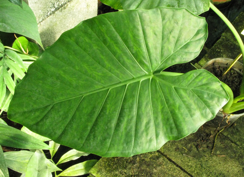 Pépinière Palmaris Alocasia odora