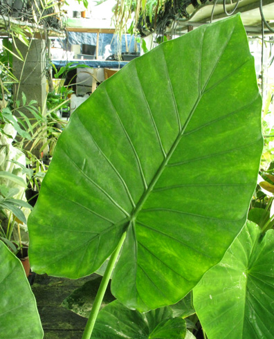 Pépinière Palmaris Alocasia odora