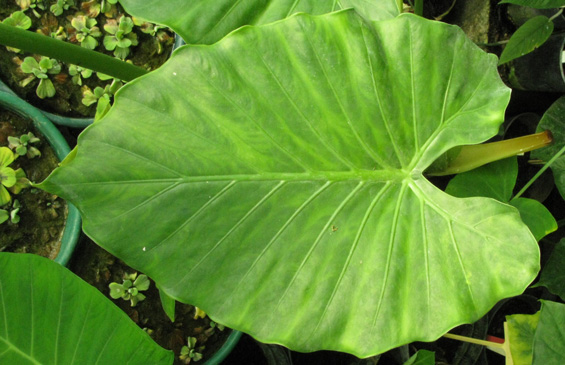 Pépinière Palmaris Alocasia odora