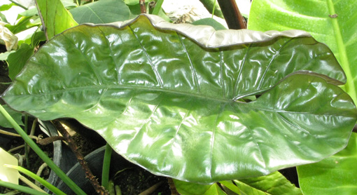 Pépinière Palmaris Alocasia plumbea nigra