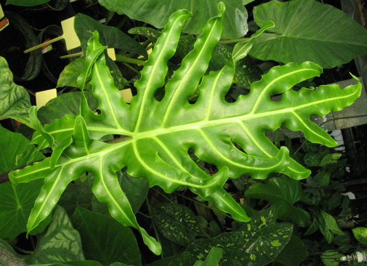 Pépinière Palmaris Alocasia portei