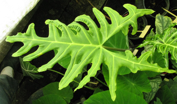 Pépinière Palmaris Alocasia portei