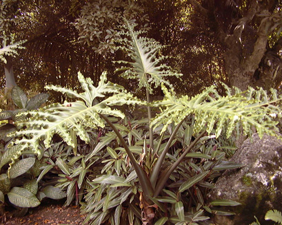 Pépinière Palmaris Alocasia portei