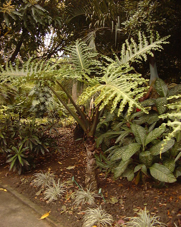 Pépinière Palmaris Alocasia portei