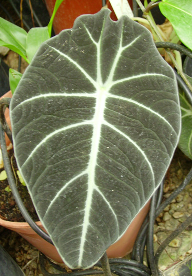 Pépinière Palmaris Alocasia reginula