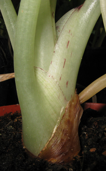 Pépinière Palmaris Alocasia reginula