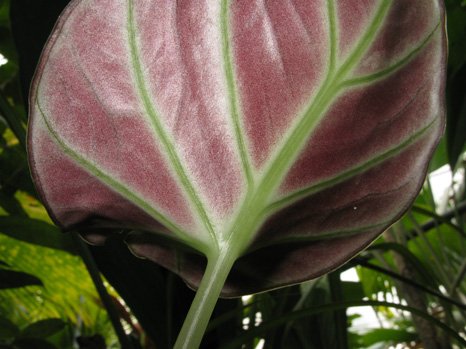 Pépinière Palmaris Alocasia reginula