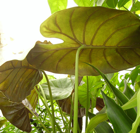 Pépinière Palmaris Alocasia wentii