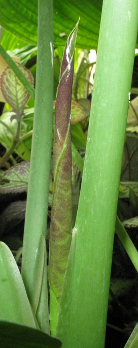 Pépinière Palmaris Alocasia wentii