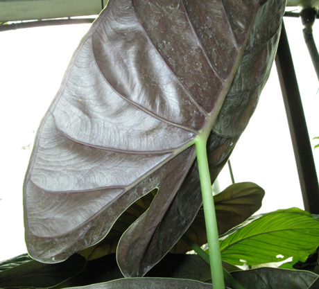 Pépinière Palmaris Alocasia wentii