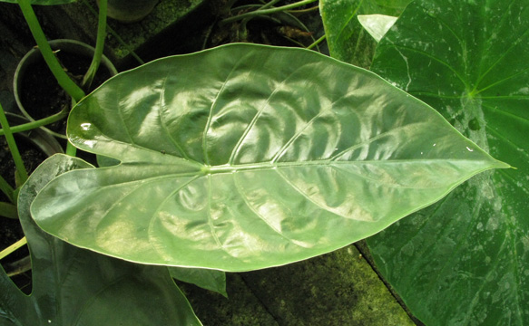 Pépinière Palmaris Alocasia wentii