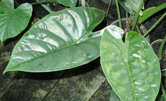 Pépinière Palmaris Alocasia wentii