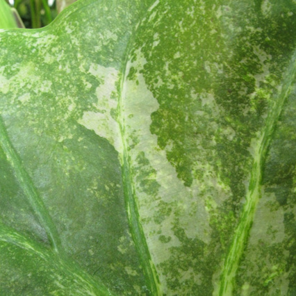 Pépinière Palmaris Alocasia wentii Aline