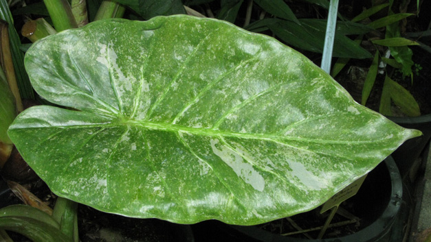 Pépinière Palmaris Alocasia wentii Aline