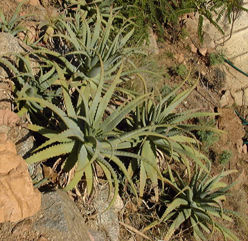 Pépinière Palmaris Aloe arborescens