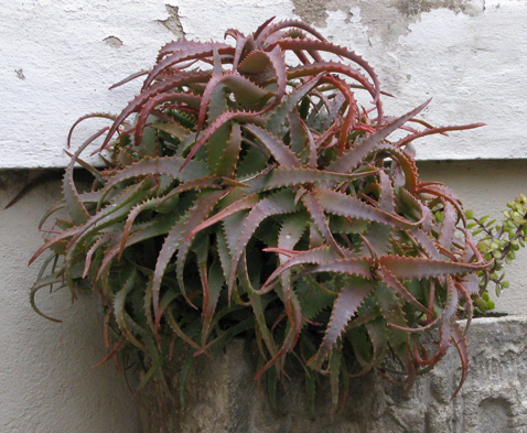 Pépinière Palmaris Aloe arborescens