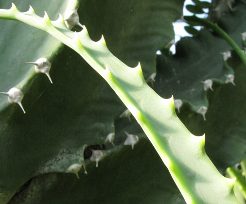 Pépinière Palmaris Aloe arborescens