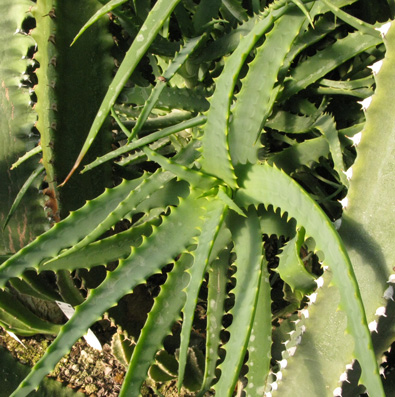 Pépinière Palmaris Aloe arborescens