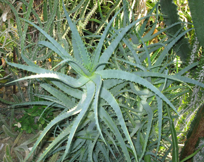 Pépinière Palmaris Aloe arborescens