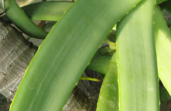 Pépinière Palmaris Aloe arborescens X "inermis"