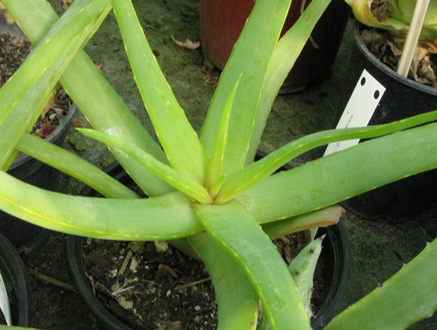 Pépinière Palmaris Aloe arborescens X "inermis"